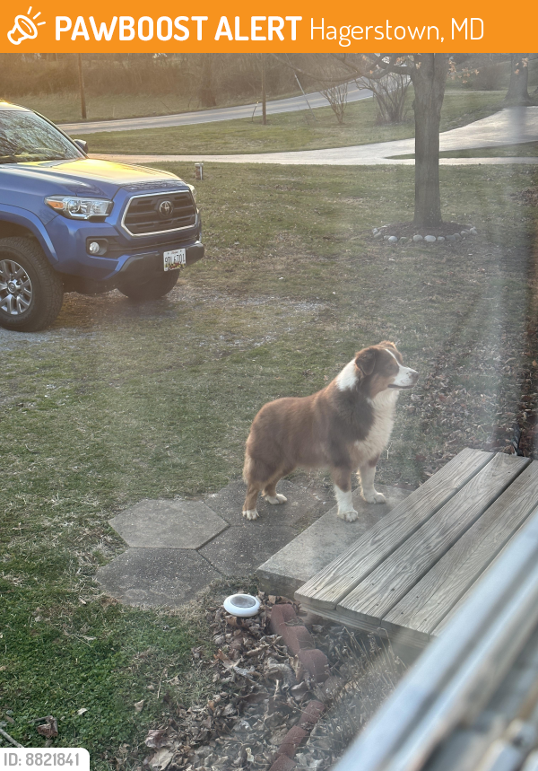Found/Stray Male Dog last seen My hse, Hagerstown, MD 21740