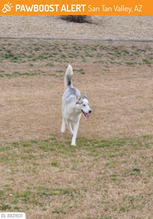 Found/Stray Unknown Dog last seen Bella Vista and Gantzel , San Tan Valley, AZ 85143