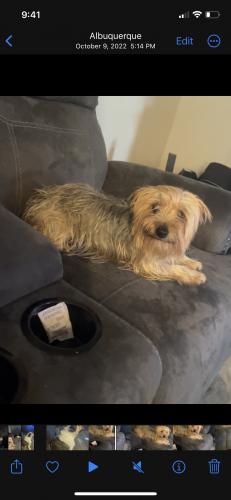 Lost Female Dog last seen Messina Gibson, Albuquerque, NM 87121