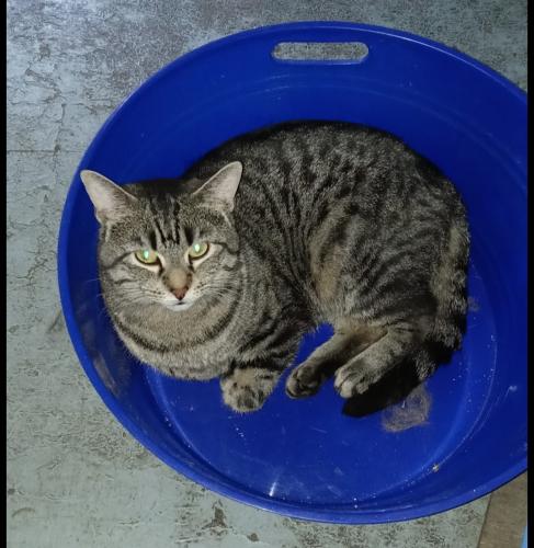 Lost Male Cat last seen Kamerling and Kostner, Chicago, IL 60604
