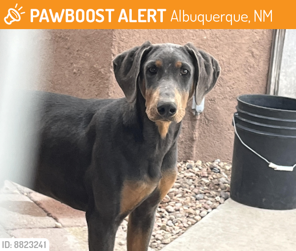 Found/Stray Male Dog last seen Tapia blvd sw, Albuquerque, NM 87105