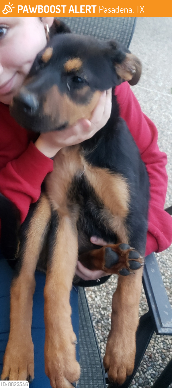 Found/Stray Female Dog last seen Hwy 288 and BW8, Pasadena, TX 77503