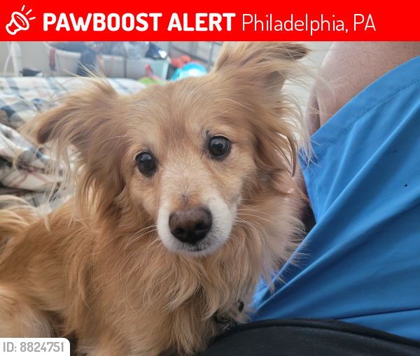 Lost Male Dog last seen Clearfield and aramingo, Philadelphia, PA 19134