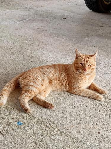 Lost Male Cat last seen $1Genaral in woods across the street , Bay County, FL 32438