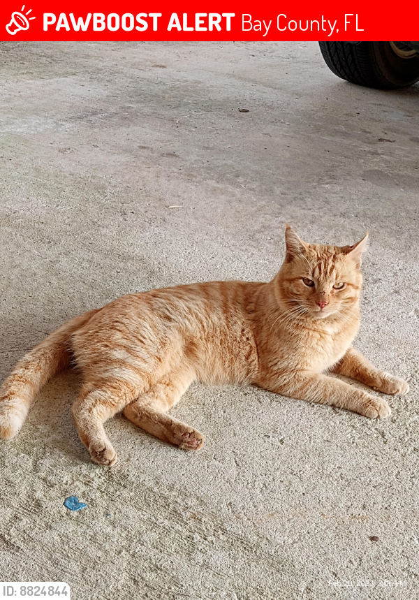 Lost Male Cat last seen $1Genaral in woods across the street , Bay County, FL 32438