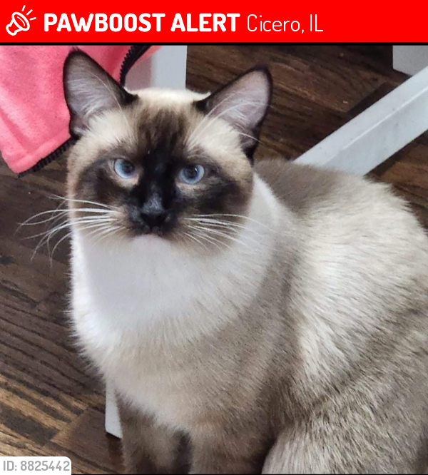 Lost Male Cat last seen Austin and 16th street, Cicero, IL 60804