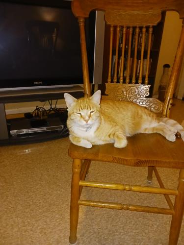 Lost Male Cat last seen 51st ave and campbell ave, Phoenix, AZ 85031