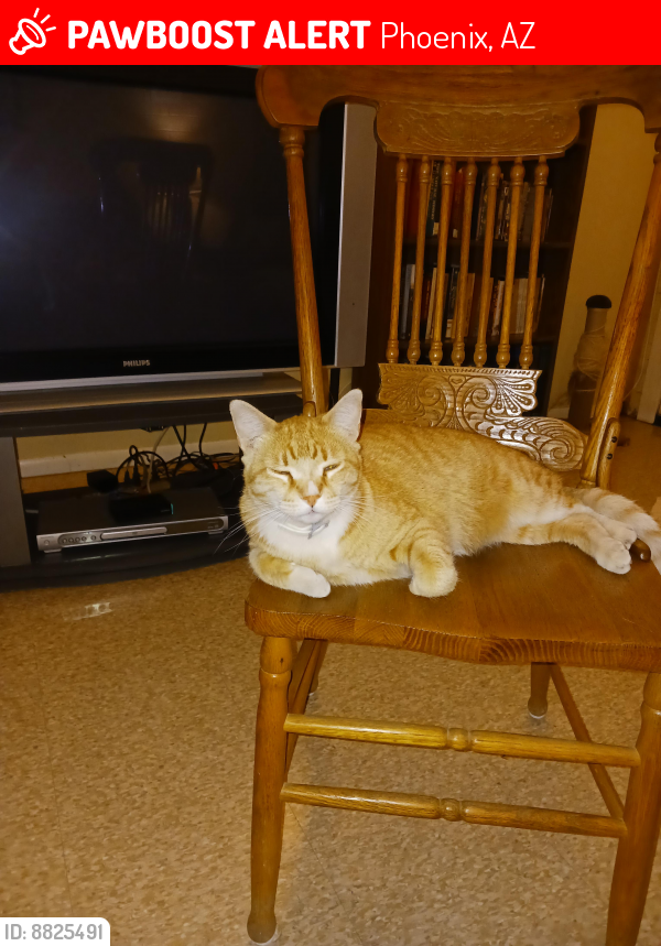 Lost Male Cat last seen 51st ave and campbell ave, Phoenix, AZ 85031