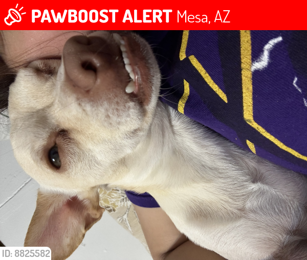 Lost Male Dog last seen E Brichwood ave , Mesa, AZ 85204