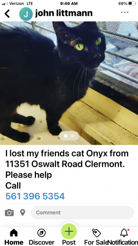 Lost Unknown Cat last seen Oswalt/Lakeshore in Clermont Fl 34711, Clermont, FL 34711