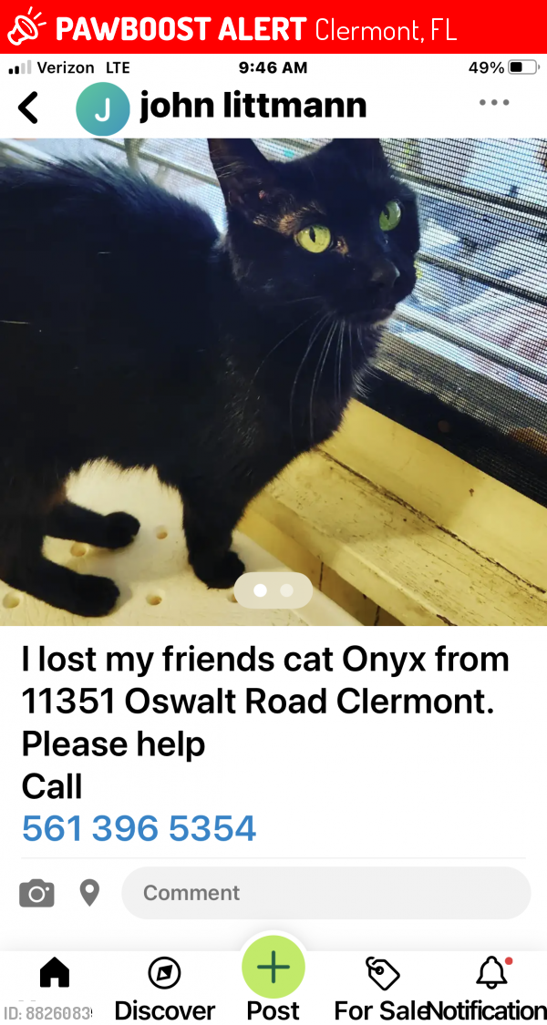 Lost Unknown Cat last seen Oswalt/Lakeshore in Clermont Fl 34711, Clermont, FL 34711