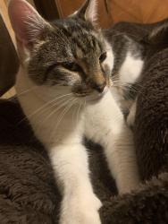Lost Male Cat last seen schluter & park st, Thomasboro, IL 61878