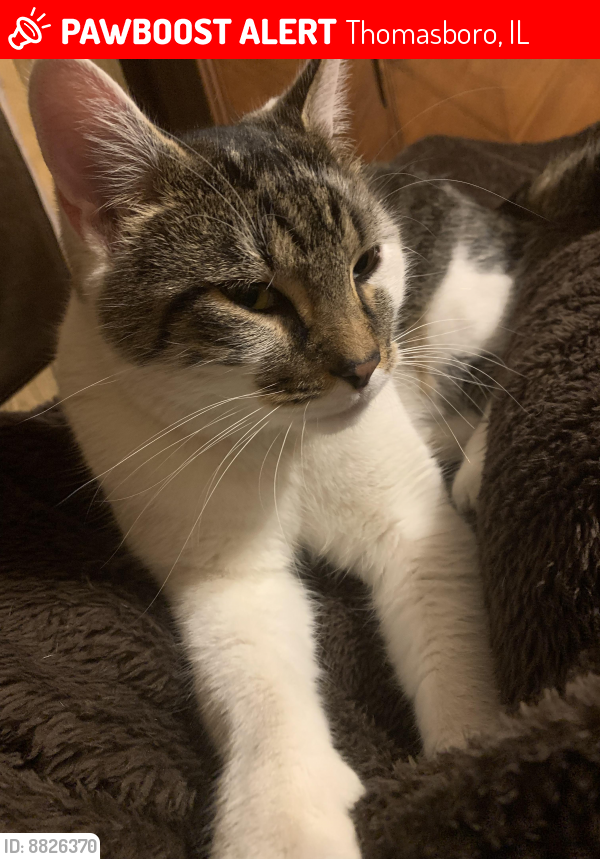Lost Male Cat last seen schluter & park st, Thomasboro, IL 61878