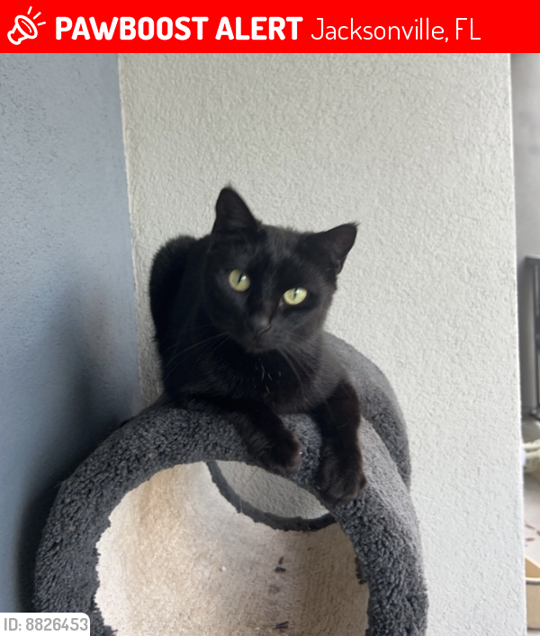 Lost Female Cat in Jacksonville, FL 32207 Named Salem (ID 8826453