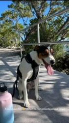 Reunited Male Dog last seen Near sw 47th street, miami, fl 33175, Miami, FL 33175