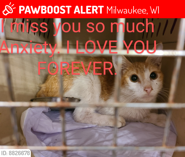 Lost Male Cat last seen 15th place Scott  and Washington , Milwaukee, WI 53204