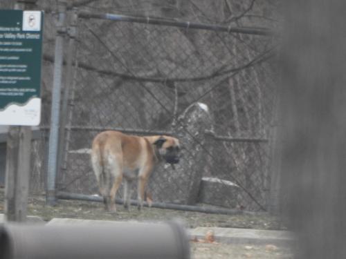 Found/Stray Unknown Dog last seen Hartway Rd., Montgomery, IL 60538