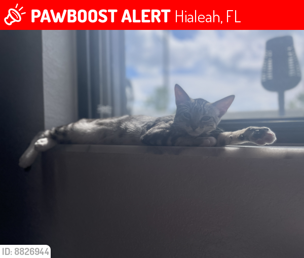 Lost Female Cat last seen West 35 Way & 110 Terr, Hialeah, FL 33018