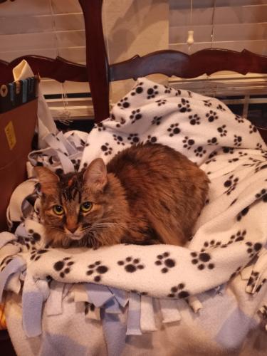 Lost Female Cat last seen White Willow & Monarch Meadow in Lakes of Highland Glen , Pearland, TX 77581