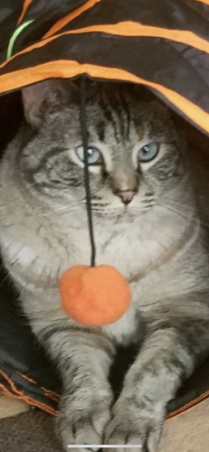 Lost Male Cat last seen Mustang and Bay Mare SW, Albuquerque, NM 87121