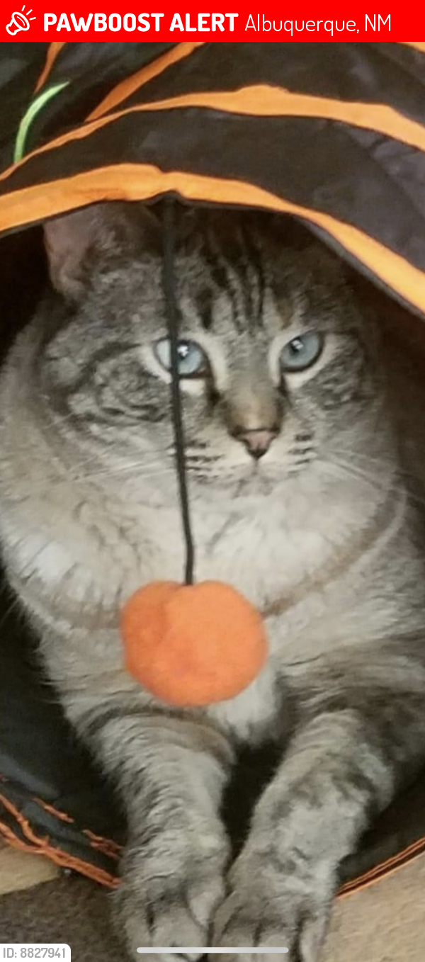 Lost Male Cat last seen Mustang and Bay Mare SW, Albuquerque, NM 87121