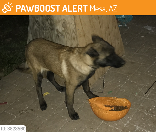 Found/Stray Female Dog last seen Lindsay y Southern, Mesa, AZ 85204