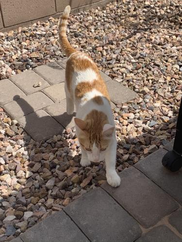 Lost Male Cat last seen Ellsworth and rittenhouse , Queen Creek, AZ 85142