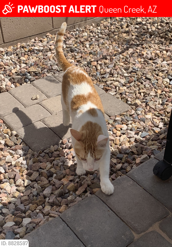 Lost Male Cat last seen Ellsworth and rittenhouse , Queen Creek, AZ 85142