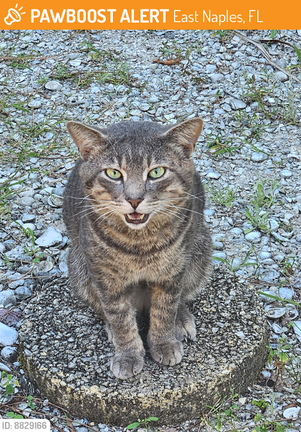 Surrendered Male Cat last seen Near and Guilford Road, East Naples, FL 34112