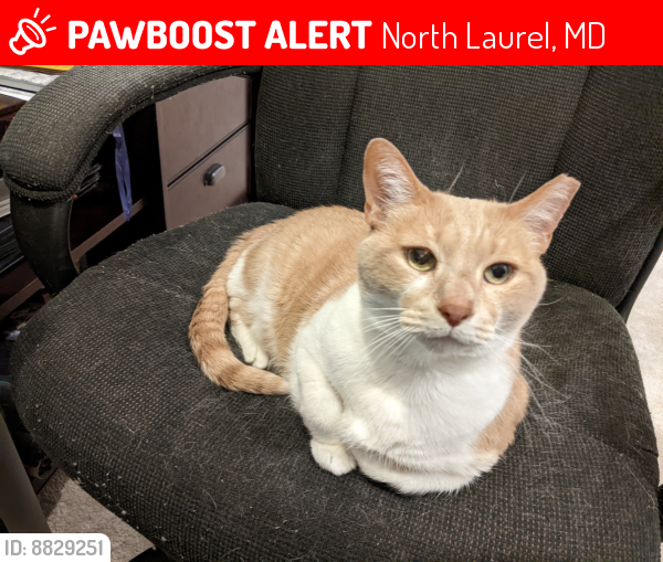 Lost Male Cat last seen Tower Drive x Scaggsville Rd in North Laurel, MD, North Laurel, MD 20723