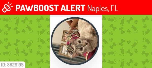 Lost Female Cat last seen Near Bristol Circle, Naples, FL, USA, Naples, FL 34120