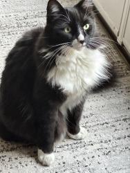 Reunited Male Cat last seen Near Twin Trails Drive, San Diego , San Diego, CA 92129