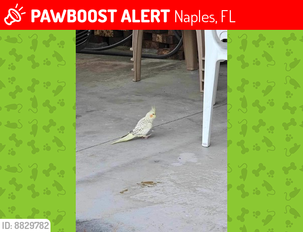 Lost Female Bird last seen Windjammer RV Resort, Naples, FL 34104