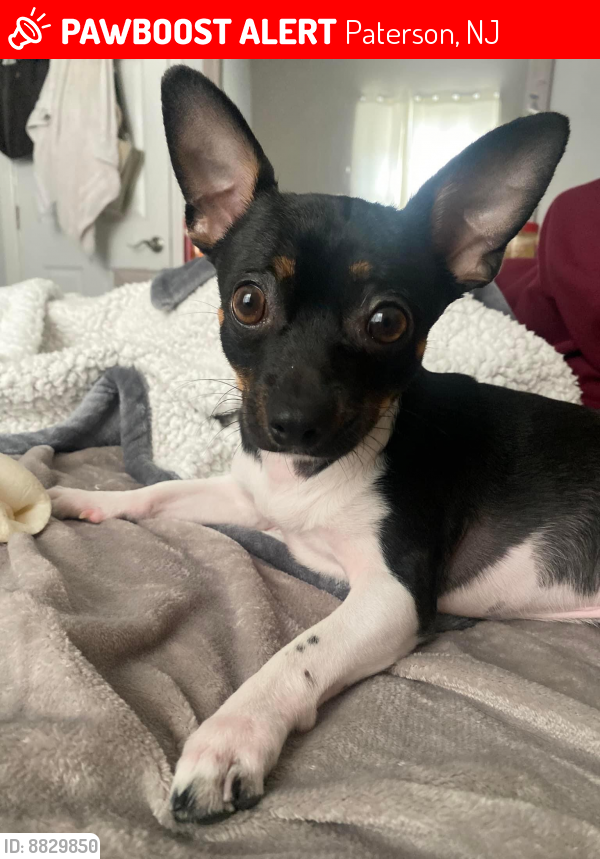 Lost Male Dog in Paterson, NJ 07522 Named Chico (ID 8829850) PawBoost