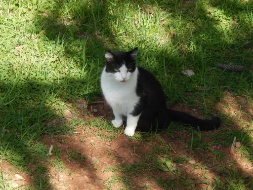 Lost Male Cat last seen Near Kanawha Terrace, Saint Albans, West Virginia 25177, Saint Albans, WV 25177
