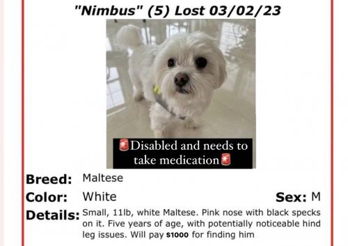 Lost Male Dog last seen Centrewood, , Centreville, VA 20121