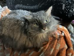 Reunited Female Cat last seen Wesselman and buffalo ridge, Cleves, OH 45002