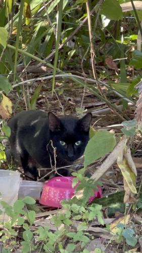 Found/Stray Unknown Cat last seen Immokalee road, Rural Estates, FL 34120