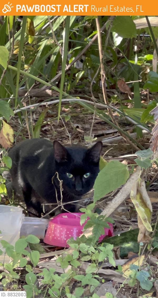 Found/Stray Unknown Cat last seen Immokalee road, Rural Estates, FL 34120