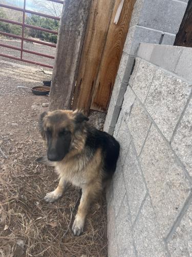 Found/Stray Female Dog last seen Gunclub and isleta, Albuquerque, NM 87105