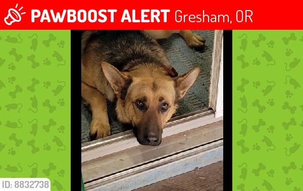 Lost Female Dog last seen Rock wood Yamhill cir, Gresham, OR 97233