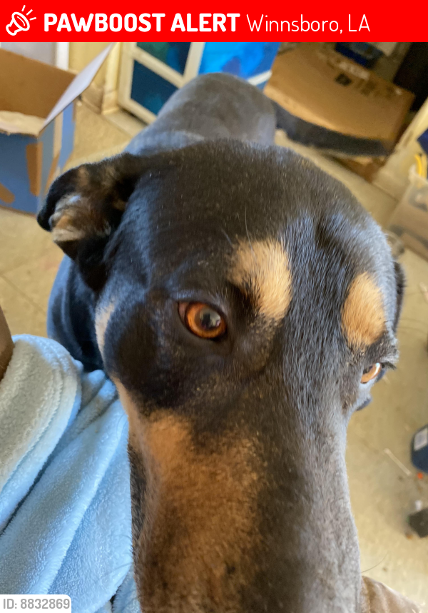 Lost Male Dog last seen Martin Drive/Loop Road/RogersDrive NICHOLS DRIVE, Winnsboro, LA 71295