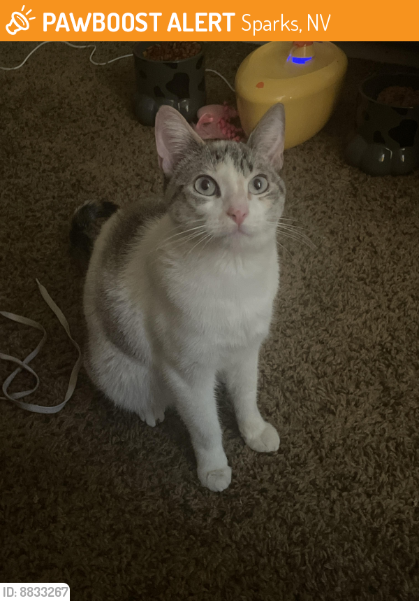 Surrendered Female Cat last seen Sierra Woods apmts, Sparks, NV 89431