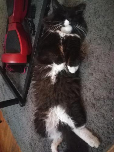 Lost Male Cat last seen Lockwood and Potomac, Chicago, IL 60651