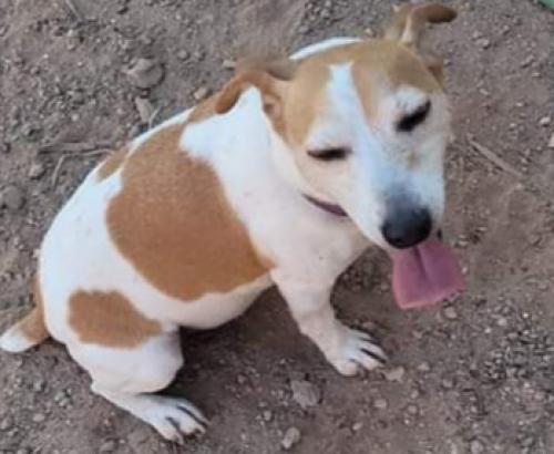 Lost Male Dog last seen I17 AND  W CACTUS RD 19TH AVE, Phoenix, AZ 85029