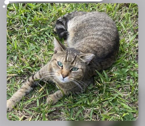 Lost Male Cat last seen Summit Run Cir & Summit Pines Blvd, West Palm Beach, FL 33415