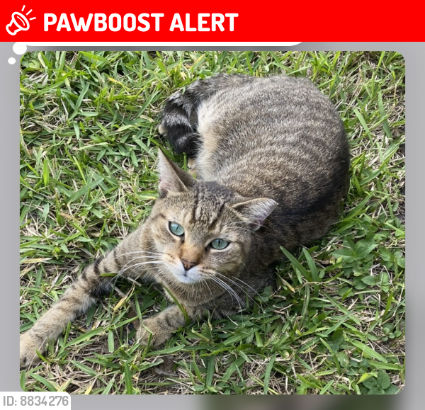 Lost Male Cat last seen Summit Run Cir & Summit Pines Blvd, West Palm Beach, FL 33415