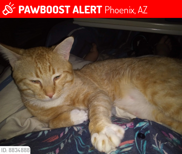 Lost Male Cat last seen North 21st Ave and Coolbrook Ave, Phoenix, AZ 85023
