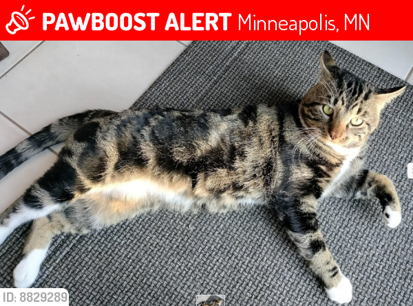 Lost Male Cat last seen Lincoln Ave NE and 26th Ave NE, Minneapolis, MN 55418