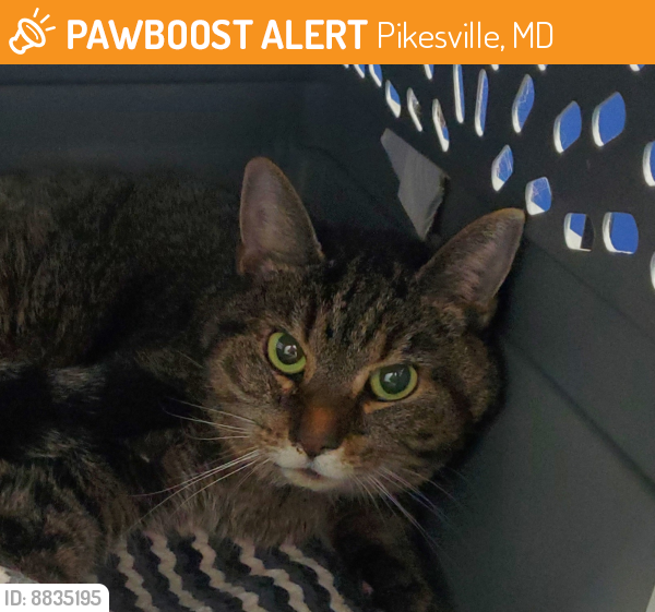 Found/Stray Female Cat last seen Pomona Park, Pikesville, MD 21208